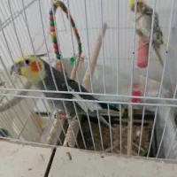 عروس هلندی نر و ماده