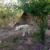 فروشی سگ ماده مناسب نگهبانی