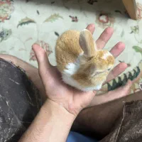 بچه خرگوش نازو گوگولی