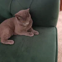 ....|گربه|تربت‌حیدریه, حیدرآباد|دیوار