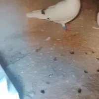 کفتر کاکلی معلق زن