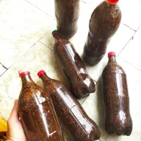جو عمل آمده جهت طعمه پاشی ماهی کپور
