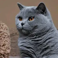 گربه اسکاتشین
