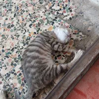 گربه گمشده نر سه ماهه