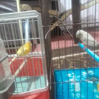 یک جفت قناری نروماده