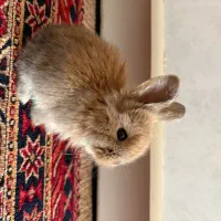 خرگوش لوپ