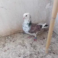 پنج عدد کبوتر تهرانی