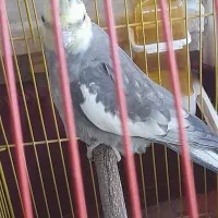 جفت عروس هلندی همراه جوجه‌ها