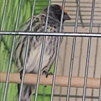 گلبسر دهن سهره 5عدد قرص بخون