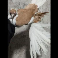 کبوتر