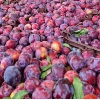 کارگر برای پوست کندن الو