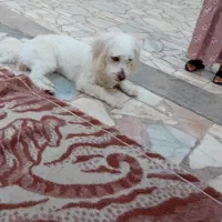 سگ گمشده|حیوانات|کرمان, |دیوار