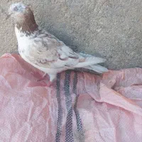 کبوتر سوسکی
