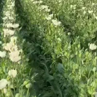 زمین-کشاورزی