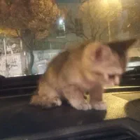 گربه بریتیش بلک شورت