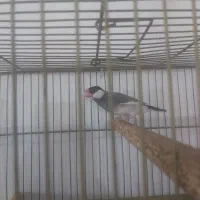 فنج نرگسی