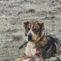 سگ‌عراقی‌‌‌ ‌نر سه‌ساله