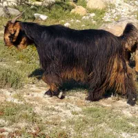 بز کهر دار