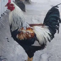 خروس جوان