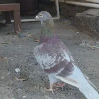 گلی پلاکی نر فروشی