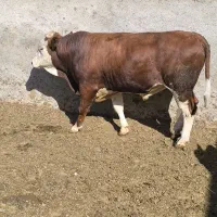 گوساله چاق
