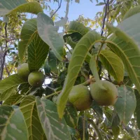 گردو تازه