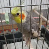 عروس هلندی سخنگو با قفس