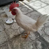 جوجه نیمچع