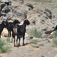 ۲ عدد شیر مو چاق