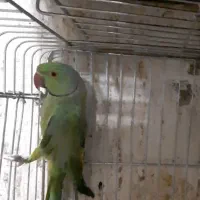 ملنگو نر مولد