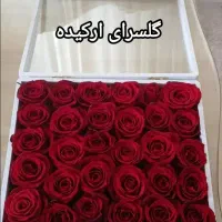 گل رز هلندی