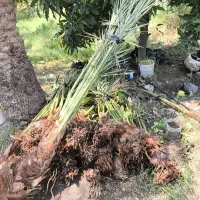پاجوش(تحم ) نخل