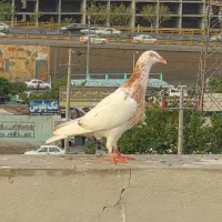 جوجه دنش