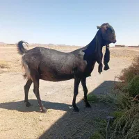 بز پاکستانی