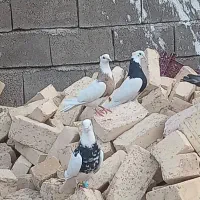 طوقی کاکلی خوب