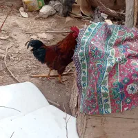 خروس|حیوانات مزرعه|صحرای باغ, |دیوار