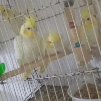 عروس هلندی لوتینو چشم شرابی