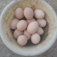تخم مرغ نطفه دار