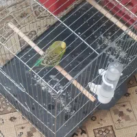 طوطی سرحال ماده به فروش می رسد