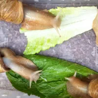 حلزون طبی مولد و بزرگ