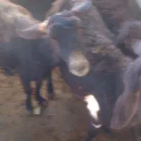 میش بره اراس