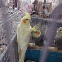 عروس هلندی