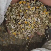بابونه