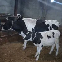 ۲ عدد گاو