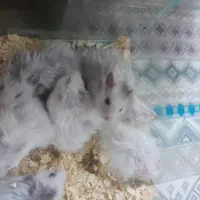 ۱۰تا همستر دستی و خانگی