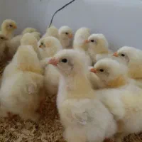جوجه برهما لایت درجه یک‌