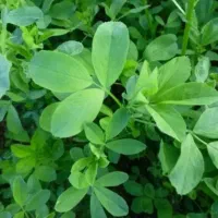 یونجه تمیز