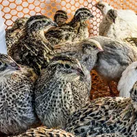 جوجه بلدرچین ۳۵ روزه ارسال رایگان