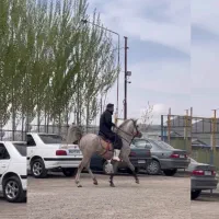 اسب عرب مصری و کرد 7ساله
