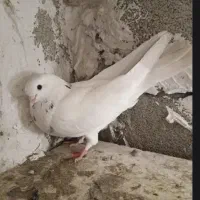 کفتر اویناخ